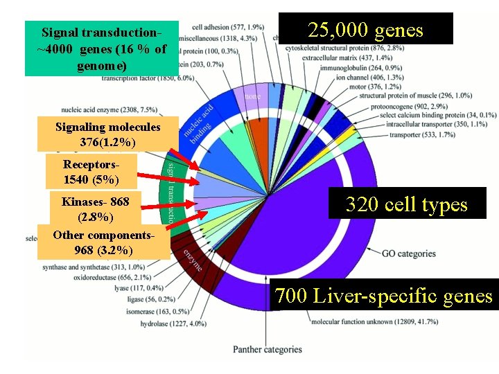 Signal transduction~4000 genes (16 % of genome) 25, 000 genes Signaling molecules 376(1. 2%)