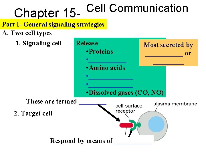 Cell Communication Chapter 15 Part I- General signaling strategies A. Two cell types 1.