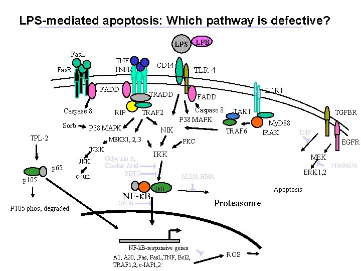 LPS-mediated apoptosis: Which pathway is defective? LPB LPS Fas. L TNFR Fas. R FADD