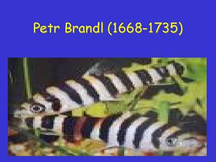 Petr Brandl (1668 -1735) Petr Brandl (1668 -1735)