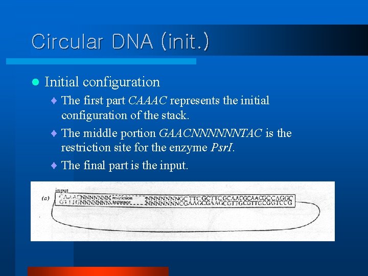 Circular DNA (init. ) l Initial configuration ¨ The first part CAAAC represents the