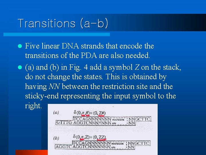 Transitions (a-b) Five linear DNA strands that encode the transitions of the PDA are