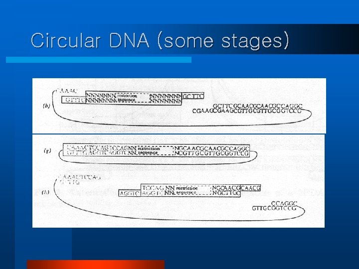 Circular DNA (some stages) 