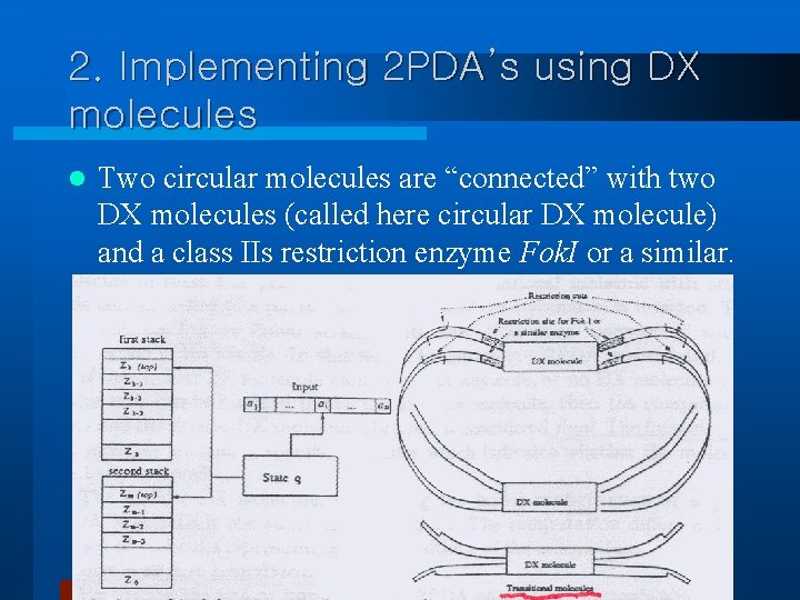 2. Implementing 2 PDA’s using DX molecules l Two circular molecules are “connected” with