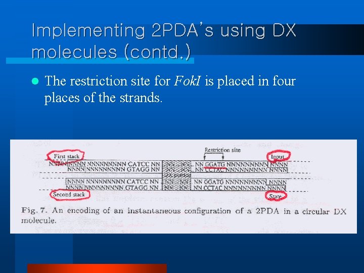 Implementing 2 PDA’s using DX molecules (contd. ) l The restriction site for Fok.