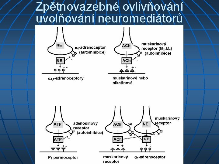 Zpětnovazebné ovlivňování uvolňování neuromediátorů 