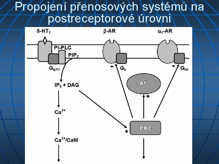 Propojení přenosových systémů na postreceptorové úrovni 