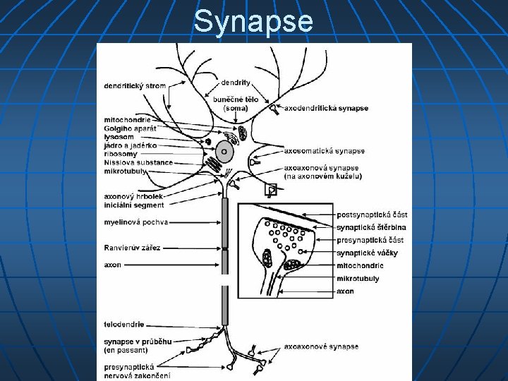 Synapse 