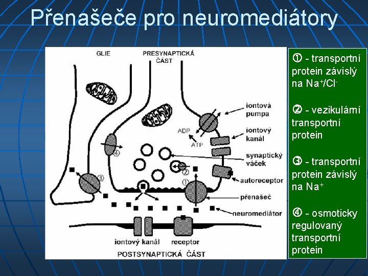 Přenašeče pro neuromediátory - transportní protein závislý na Na+/Cl - vezikulární transportní protein -