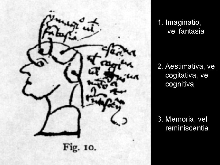 1. Imaginatio, vel fantasia 2. Aestimativa, vel cogitativa, vel cognitiva 3. Memoria, vel reminiscentia