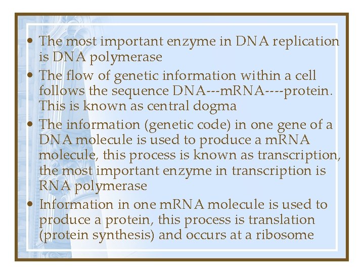  • The most important enzyme in DNA replication is DNA polymerase • The