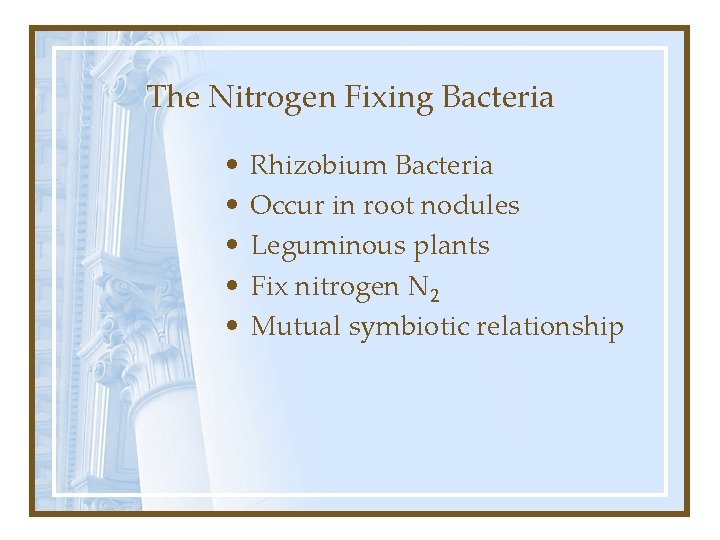 The Nitrogen Fixing Bacteria • • • Rhizobium Bacteria Occur in root nodules Leguminous