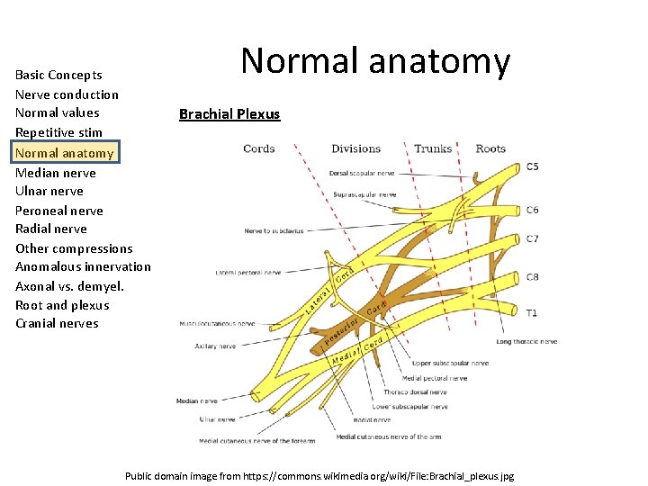Basic Concepts Nerve conduction Normal values Repetitive stim Normal anatomy Median nerve Ulnar nerve