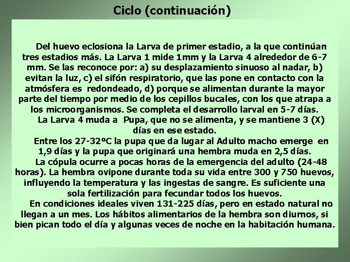 Ciclo (continuación) Del huevo eclosiona la Larva de primer estadio, a la que continúan