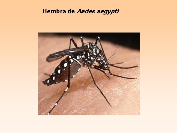 Hembra de Aedes aegypti 