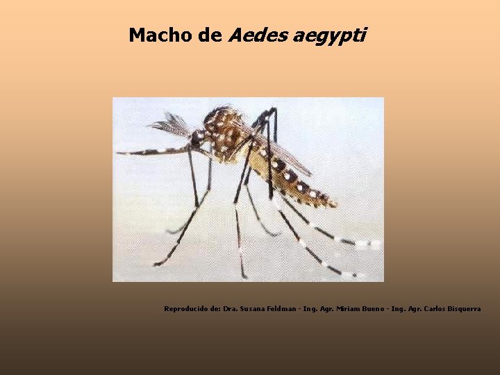 Macho de Aedes aegypti Reproducido de: Dra. Susana Feldman - Ing. Agr. Miriam Bueno
