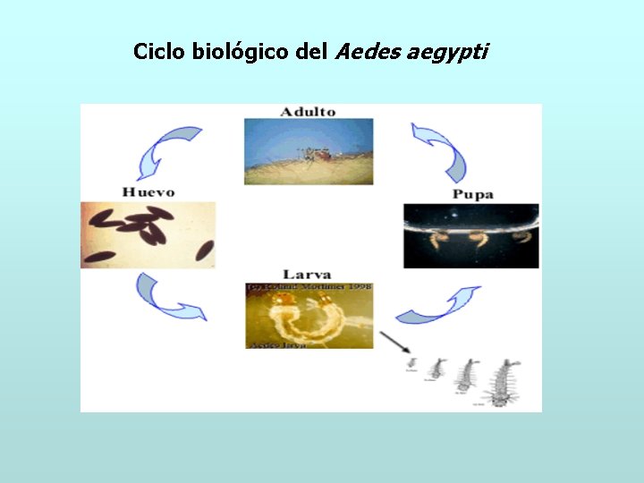 Ciclo biológico del Aedes aegypti 