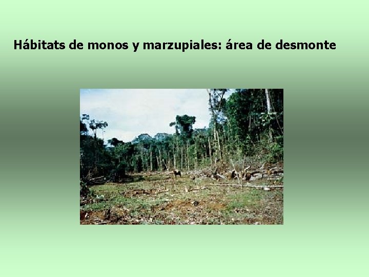 Hábitats de monos y marzupiales: área de desmonte 