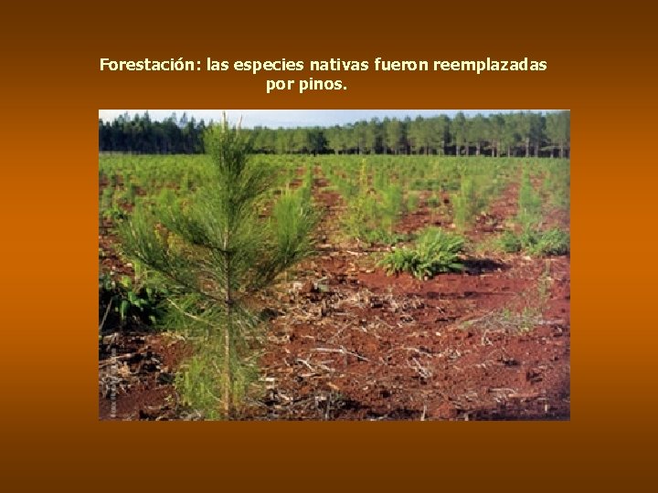 Forestación: las especies nativas fueron reemplazadas por pinos. 