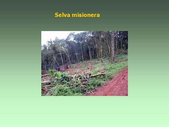 Selva misionera 