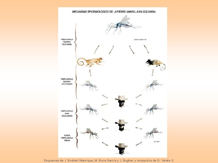 Esquemas de J. Boshell Manrique, M. Roca García y J. Bugher y mosquitos de