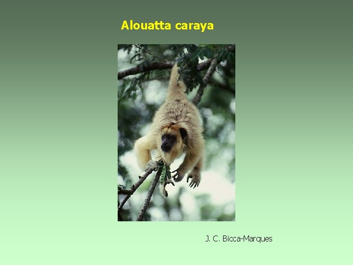 Alouatta caraya J. C. Bicca-Marques 
