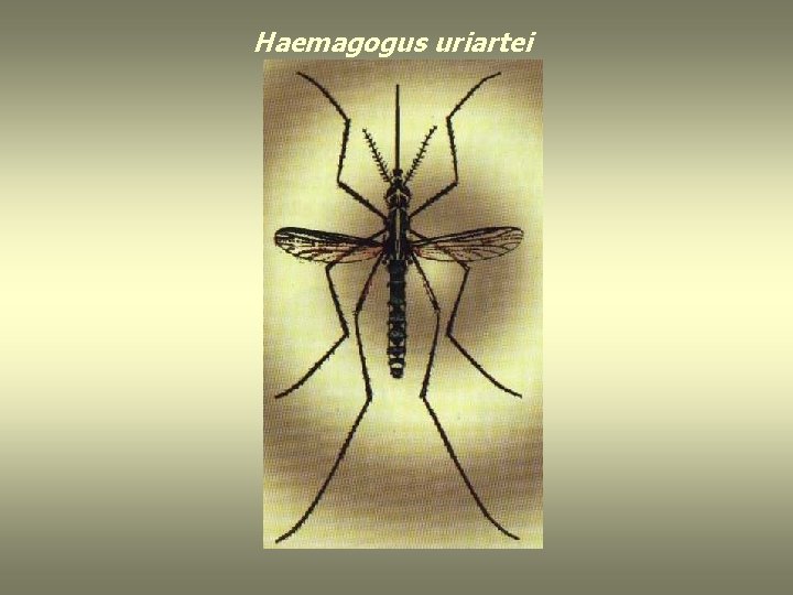 Haemagogus uriartei 