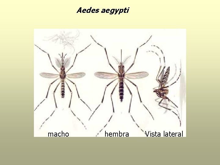 Aedes aegypti macho hembra Vista lateral 