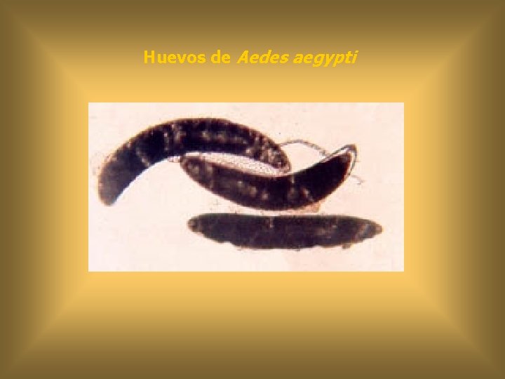 Huevos de Aedes aegypti 