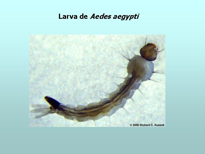 Larva de Aedes aegypti 