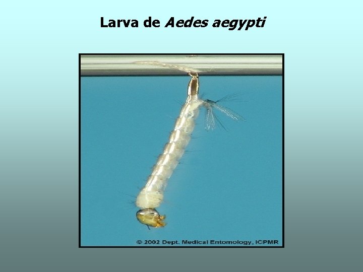 Larva de Aedes aegypti 