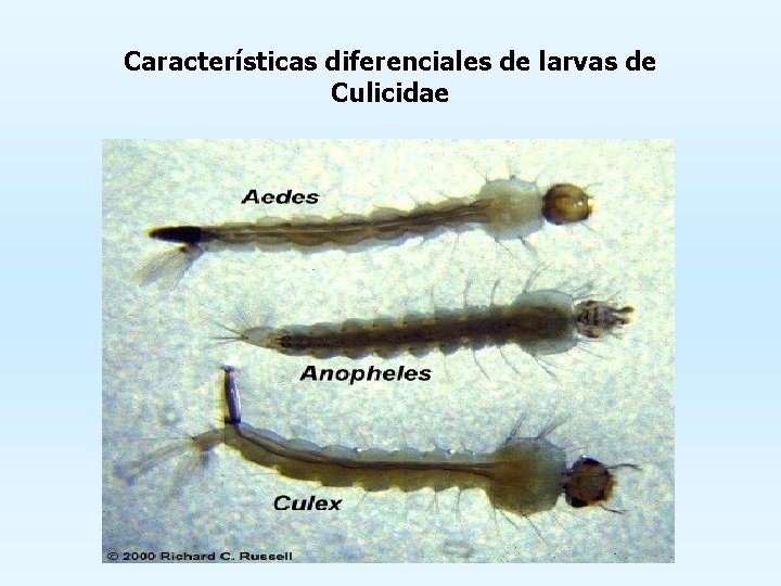 Características diferenciales de larvas de Culicidae 