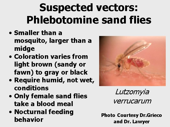 Suspected vectors: Phlebotomine sand flies • Smaller than a mosquito, larger than a midge