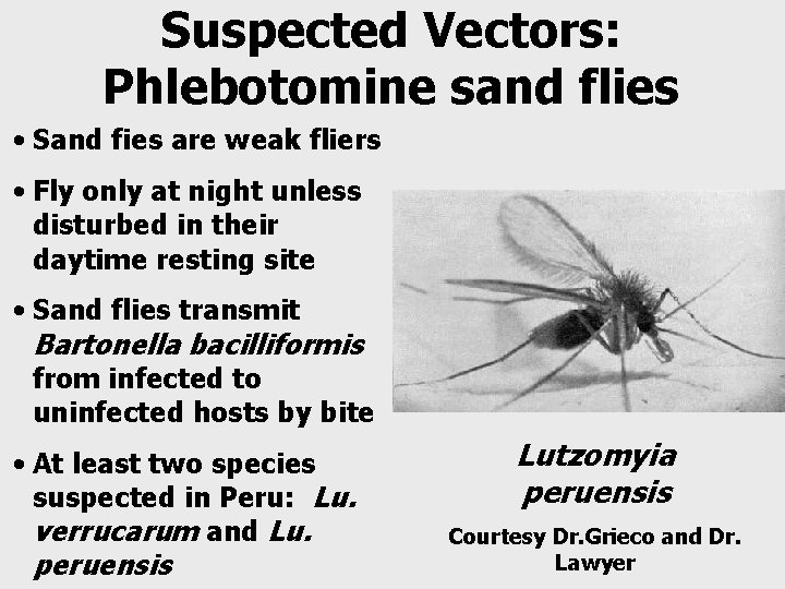 Suspected Vectors: Phlebotomine sand flies • Sand fies are weak fliers • Fly only