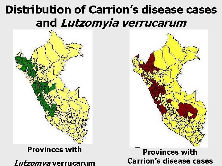 Distribution of Carrion’s disease cases and Lutzomyia verrucarum Provinces with Lutzomya verrucarum Provinces with