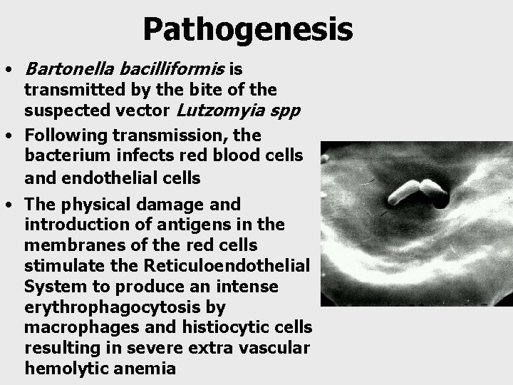 Pathogenesis • Bartonella bacilliformis is transmitted by the bite of the suspected vector Lutzomyia