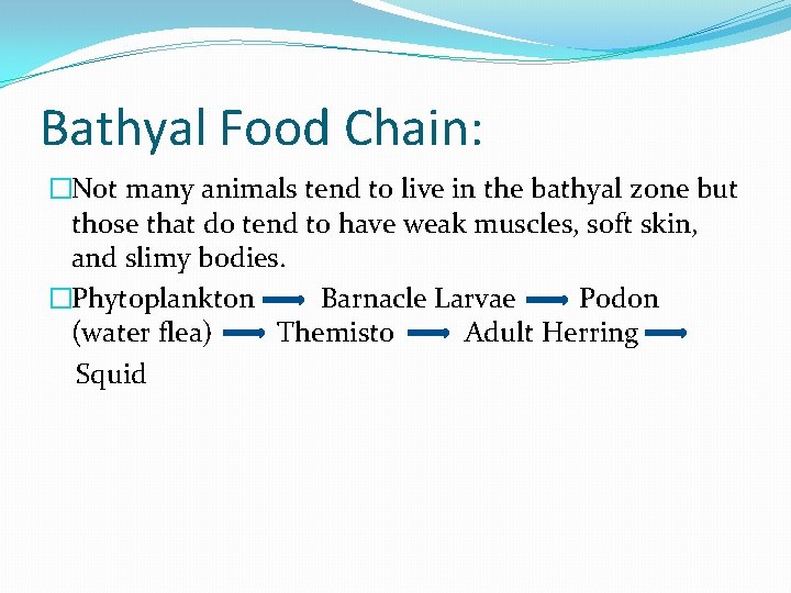Bathyal Food Chain: �Not many animals tend to live in the bathyal zone but