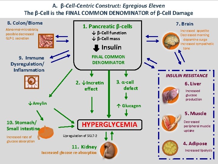 A. β-Cell-Centric Construct: Egregious Eleven The β-Cell is the FINAL COMMON DENOMINATOR of β-Cell