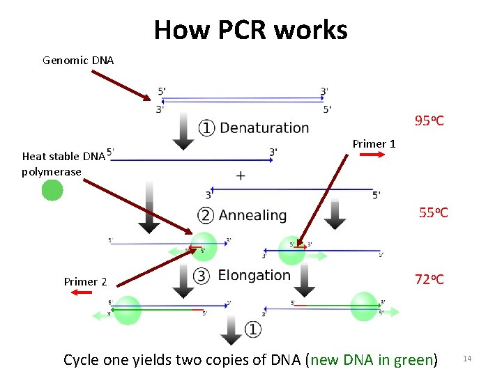 How PCR works Genomic DNA 95 o. C Heat stable DNA polymerase Primer 1