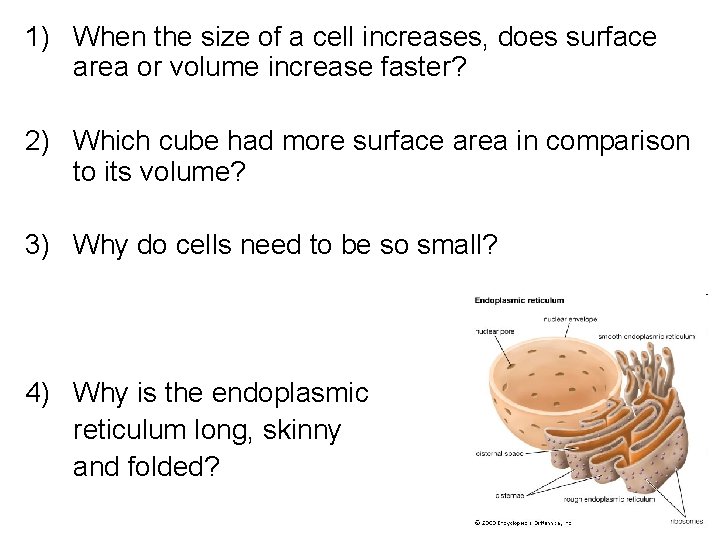 1) When the size of a cell increases, does surface area or volume increase