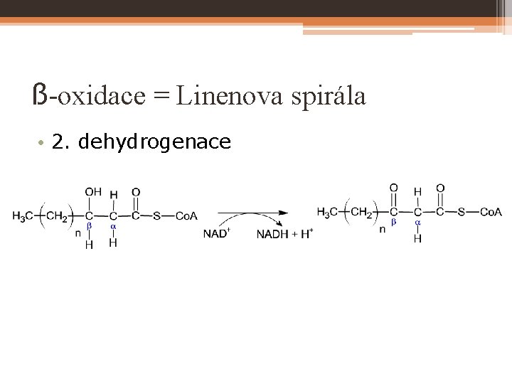 ß-oxidace = Linenova spirála • 2. dehydrogenace 