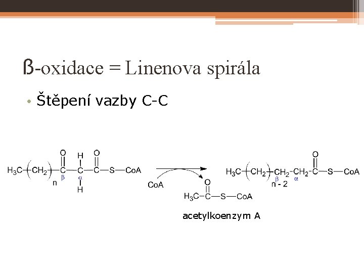 ß-oxidace = Linenova spirála • Štěpení vazby C-C acetylkoenzym A 