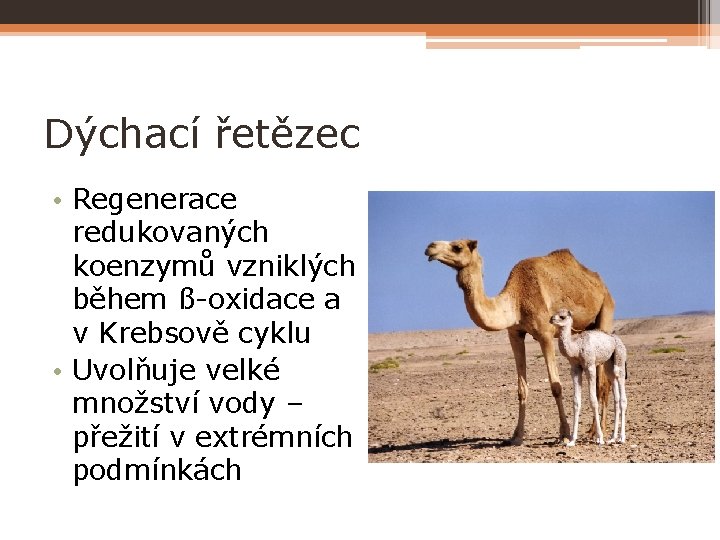 Dýchací řetězec • Regenerace redukovaných koenzymů vzniklých během ß-oxidace a v Krebsově cyklu •