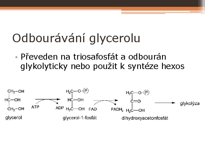 Odbourávání glycerolu • Převeden na triosafosfát a odbourán glykolyticky nebo použit k syntéze hexos