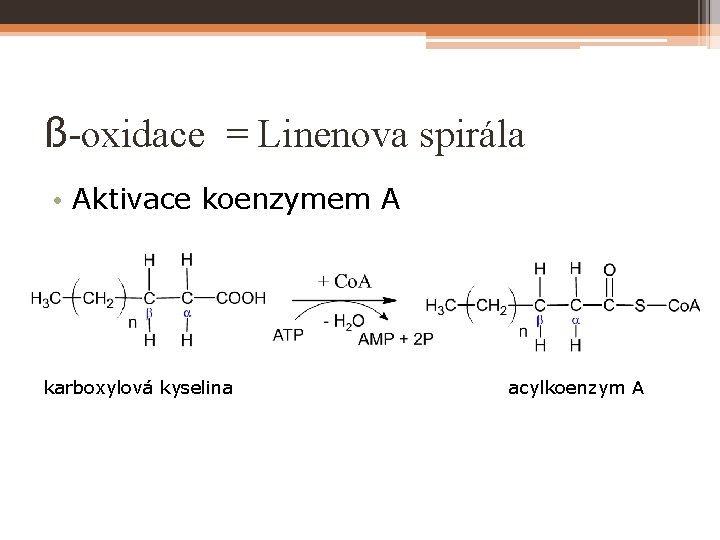 ß-oxidace = Linenova spirála • Aktivace koenzymem A karboxylová kyselina acylkoenzym A 