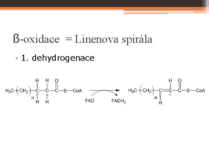 ß-oxidace = Linenova spirála • 1. dehydrogenace 