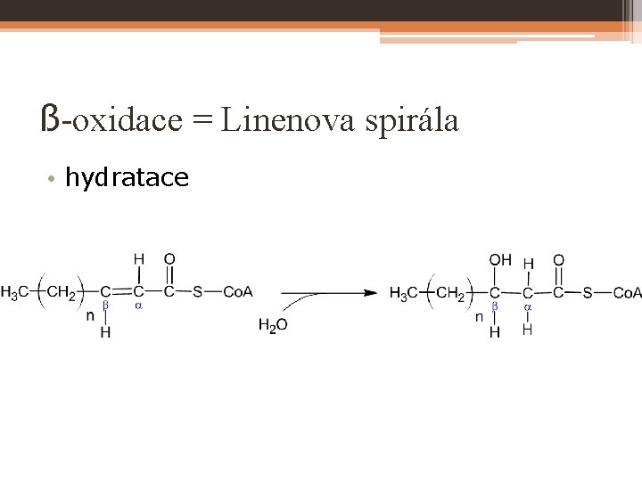 ß-oxidace = Linenova spirála • hydratace 