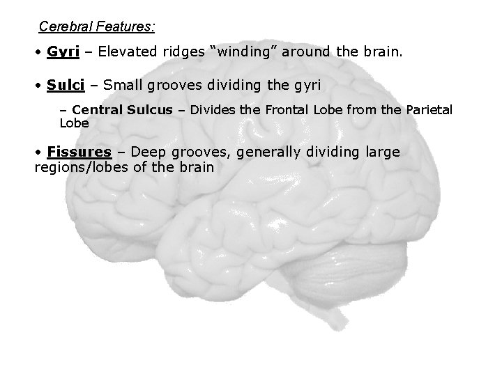 Cerebral Features: • Gyri – Elevated ridges “winding” around the brain. • Sulci –