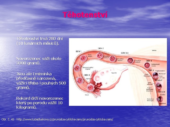 Těhotenství trvá 280 dní (10 lunárních měsíců). Novorozenec váží okolo 3000 gramů. Jsou ale