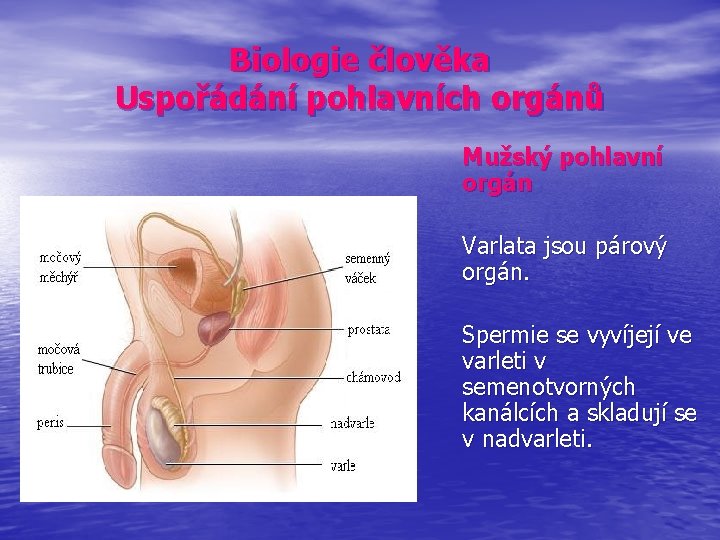 Biologie člověka Uspořádání pohlavních orgánů Mužský pohlavní orgán Varlata jsou párový orgán. Spermie se